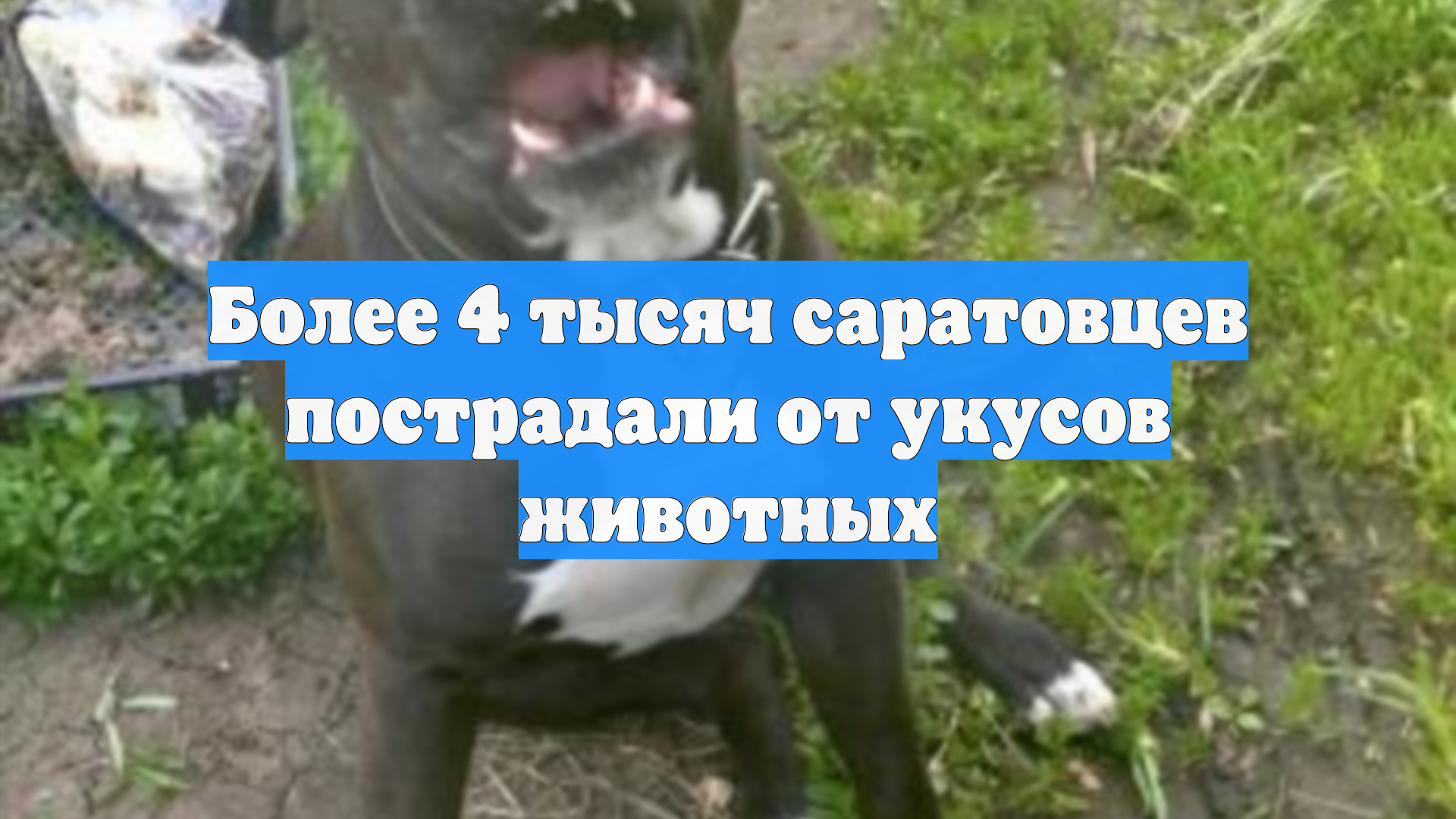 Более 4 тысяч саратовцев пострадали от укусов животных