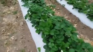 Сорт клубники Мурано, обзор из неотапливаемой теплицы, начало октября