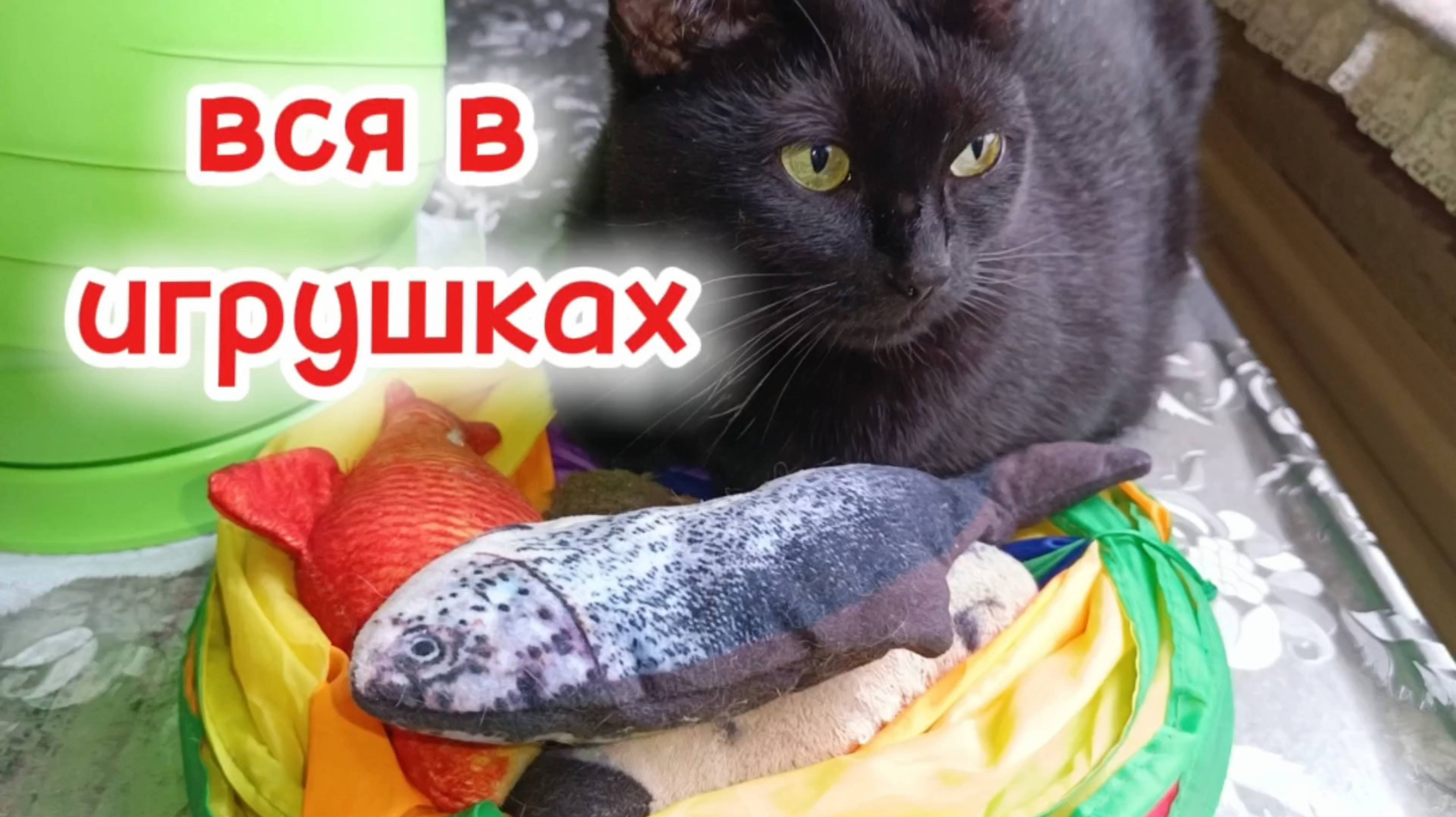 Забавные кошки.