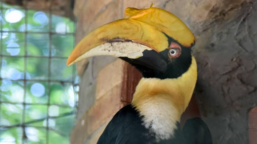 Ускользнула из-под носа: беглую калао никак не могут поймать в Петербурге