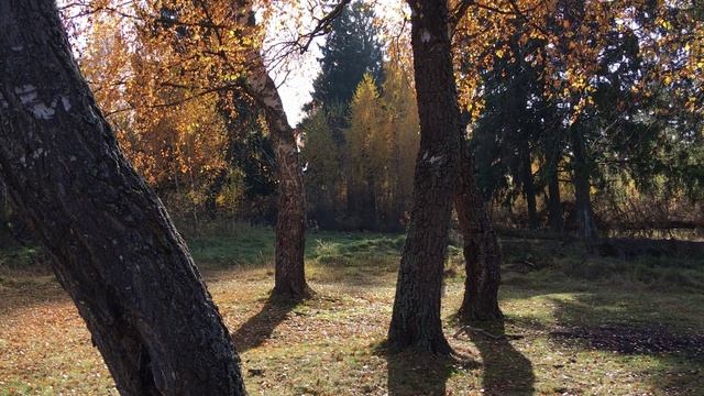 МОИМ ДРУЗЬЯМ 2021 (Стихотворение Ольги Медведевой, музыка Евгения Чернышова) смотреть онлайн