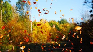Сергей Алексеев Осенние листья 🍂