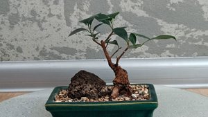 Микробонсай №4 Часть 7