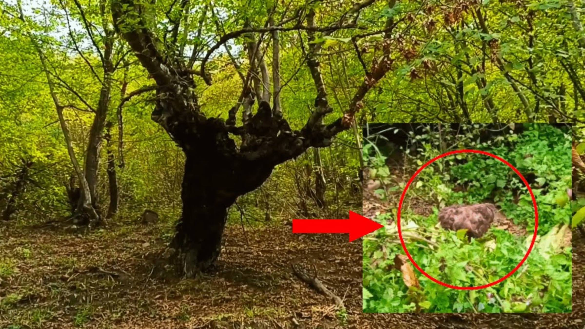 Мифическое существо случайно снял турист в лесу - Страшные видео смотреть онлайн