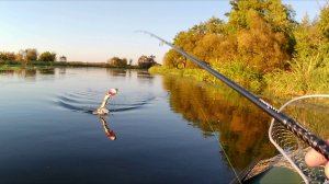Щука не меняет свои вкусы в выборе колебалки