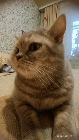 куку