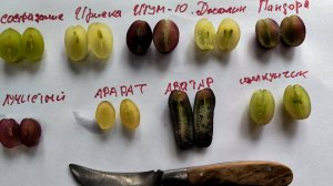 сравнение кишмишей