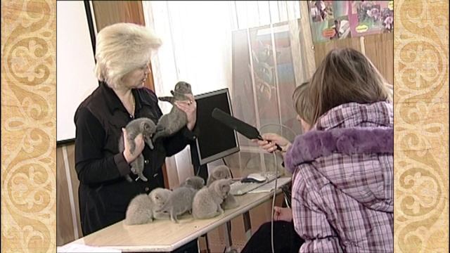 Непрофессионалы. Кошачья семейка