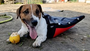 Ползунки-конверт для собаки