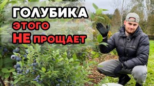 Ошибки осеннего ухода за голубикой: чем подкормить и как правильно обработать