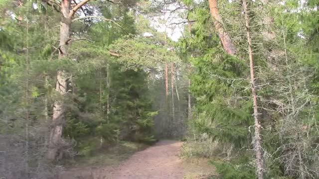 Тропа в елово-сосновом лесу / Прогулка в лесной чаще