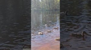 Осеннее утро на озере, уточки плещутся у берега. Сосновка  Санкт-Петербург