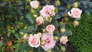 Vlog/129/ Перезагрузила/ Мои будни, брат в больнице, мама скучает по сыну...