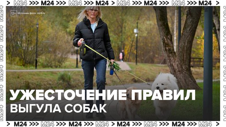 Правила выгула собак ужесточили в Москве - Москва 24