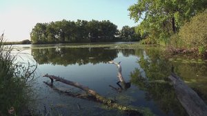 г Сызрань "без прикрас" п. Обшаровка ,(4) левая сторона Волги  , протоки , луга . Восход на реке