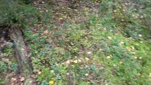 кречетово лес в окружении этой деревни