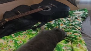 Шут и Королева