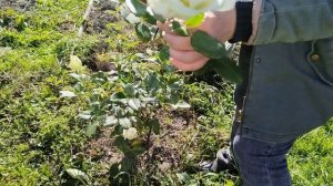 Обрезка роз осенью. Подготовка к зиме.