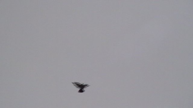 01.10.2025Г.Помаленьку тренерую.