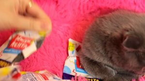 КОТ БАТТЕРС МИНИ ЛЕНТА ИГРУШКИ АКЦИЯ ЧЕЛЛЕНДЖ ВСЯ МОЯ КОЛЛЕКЦИЯ РАСПАКОВКА