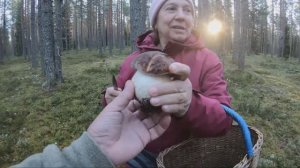 Грибы отличные и лес прекрасен. Сосновый Бор, Природа, Красота. И думаю на этом с грибами всё.