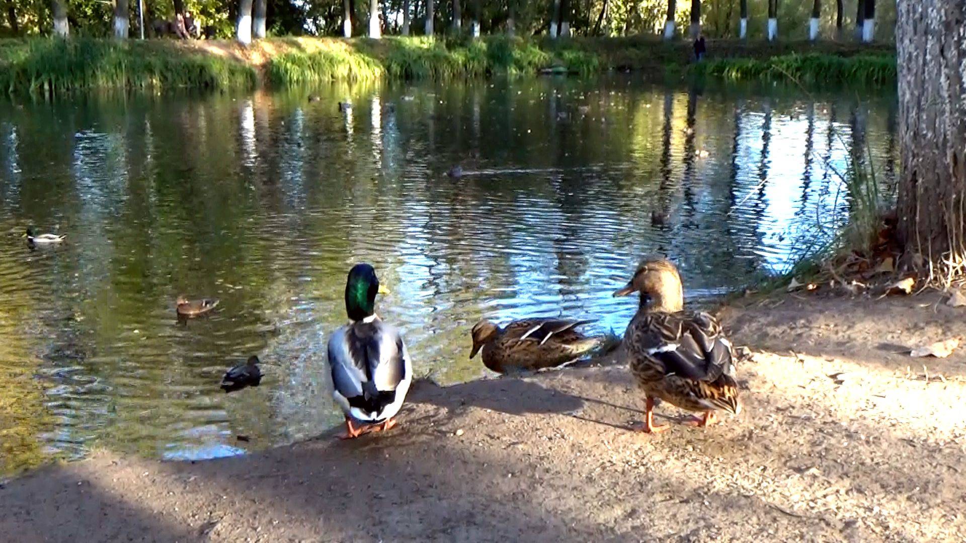 Утки в пруду Ярцевского парка в городе Вязники солнечным осенним днем