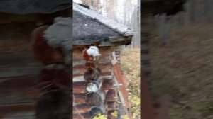 Затопил заброшенную баньку, она ещё жива. #баня#лес