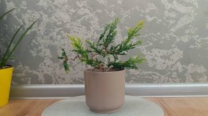 Можжевельник Lime Glow Часть 5