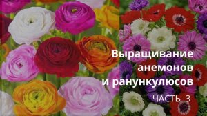 Выращивание анемонов и ранункулюсов. Результат правильной посадки.