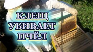 1 октября 25 года, расплод, и потери, на пчельнике.