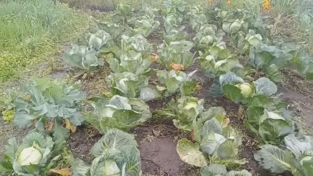 Природное земледелие у моей подписчицы.
