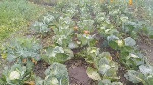 Природное земледелие у моей подписчицы.