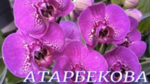 №1127/ СВЕЖАЯ поставка ОРХИДЕЙ в с/ц на АТАРБЕКОВА