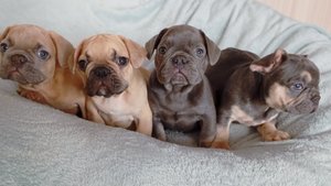 Щенки французского бульдога