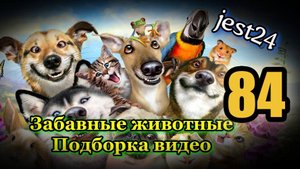 Забавные животные / Подборка видео №84
