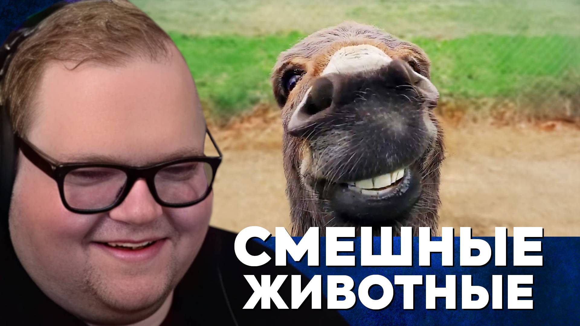 Т2х2 СМОТРИТ: САМЫЕ СМЕШНЫЕ ВИДЕО С ЖИВОТНЫМИ