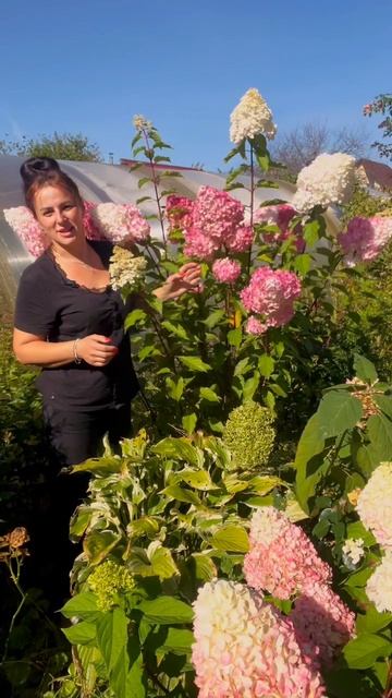 Ванилла Фрайз гортензия метельчатая смотреть онлайн