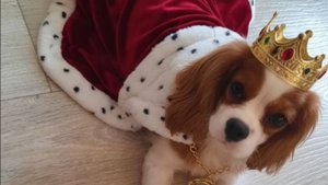 Обзор Кавалера Кинг Чарльз Спаниеля.