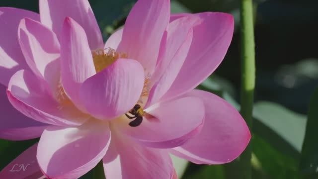 И.С. Бах - Сюита 3 - J. S. Bach - Suite in D «Air» смотреть онлайн