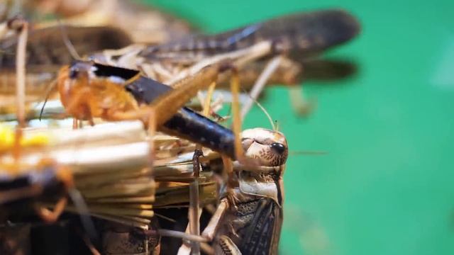 Только посмотри на это - 100 ГОЛОДНОЙ САРАНЧИ vs КАКТУС смотреть онлайн