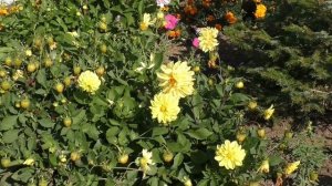 "Городские цветы" =г. Советская Гавань 2025 год=