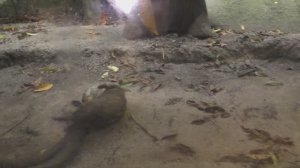 Выдры играют