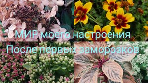 03.10.25 Дача.После первого заморозка.