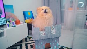 ДОМ для КОШКИ из КАРТОНА | ДОМ МАЙНКРАФТ, ДОМ с ЛИФТОМ и КАЧЕЛИ из КАРТОНА своими руками