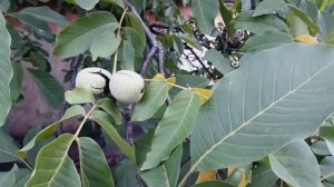 Пришло время сбора грецких орехов