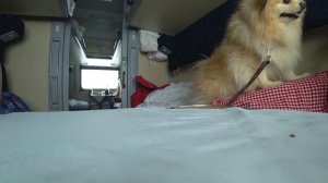 КОТИК И ПЕСИК ЕДУТ В ПОЕЗДЕ |  ПЕРЕЕЗД НА ПОЕЗДЕ С КОШКОЙ И СОБАКОЙ | Киса Баттерс и Шпиц Элис