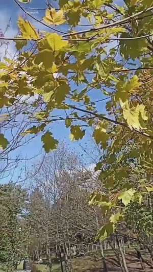 Осенняя прогулка. Октябрь в Южно-Сахалинске