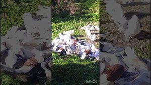 голуби Ломова мраморный, купаю