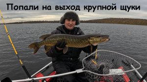 ПОПАЛИ НА ВЫХОД КРУПНОЙ ЩУКИ
