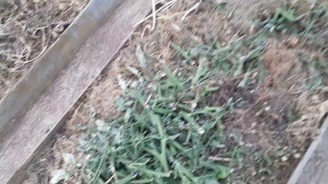 Теплица в октябре